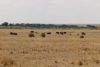 Many more elephants here near the water!!