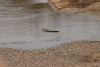 Lots of crocodiles around as well!!