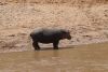 The hippos are big and loud!!