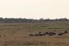 Hmmm......Paul says these wildebeests might be gathering for a river crossing.....the excitement and anticipation grows!!!