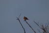 Rupus-naped Lark
