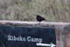 Sooty chat on way back to camp; no river crossing today:(((
