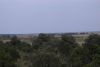 Views from the balloon ride low over the Mara savannah