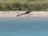 Great Blue Heron hunting