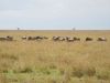 Giraffes in the background!