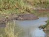An injured hippo....most likely from several lions