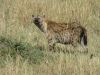 More hyaenas