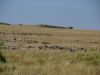 More herds!