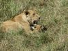 Lioness and a cub