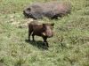 A warthog came to say its good-byes!!