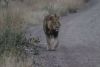 We are now in the Nairobi National Park on an early morning game drive on 8/18