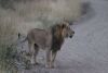 A beautiful but battle worn/scarred male lion...maybe 8-9 years old