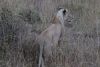 Hmmm.....and a lioness is around