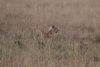 Lioness on the hunt