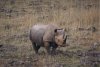 White rhinoceros