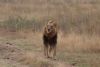 2nd male lion with a blind eye....got an Acacia thorn poked in it as a cub