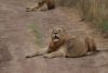Two young male lions