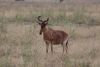 Coke's Hartebeest