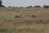 Rhinos laying down
