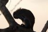 A monkey silhouetted on a tree outside our room