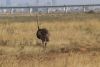 Ostrich and the railroad crossing the Park in the background