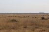 Zebras heading to the water hole!!