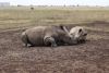 Mom and juvenile taking a rest