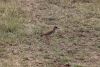 Crowned Lapwing