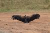 Ruppell's Griffon Vulture