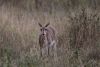 Female Impala