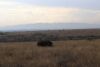 Beautiful against the Ngong hills in the background