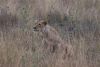 Lioness on the hunt