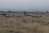 We had to leave but so far after ~20 minutes the zebras are unaware