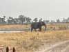Elephants!!!