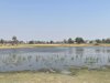 Hippo on far side of the water