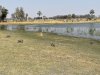Family of 4 warthogs!