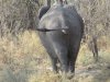 Elephant butt:)))