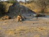 We finally made it to this lion pride of 12 after a very bouncy and fast ride in the Land Cruiser!!