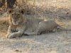 Young male lion with mane starting to grow