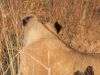 Notice the black behind the ears....so they can be seen in the tall grass by the others