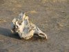 Giraffe skull!!