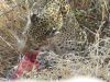 Ona thought maybe the leopard stole the kill from some wild dogs
