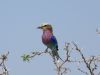 African Lilac Breasted Roller....one of our favorites