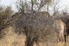 Well hidden giraffe