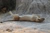 Nap time before the night hunt later on!!