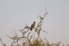 Gray Go-away -bird