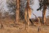 Giraffe butt!!