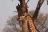 Cleaning the ear