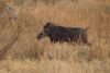 Nice tusk on the warthog!
