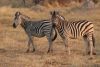Zebras with faded black stripes on the backend!